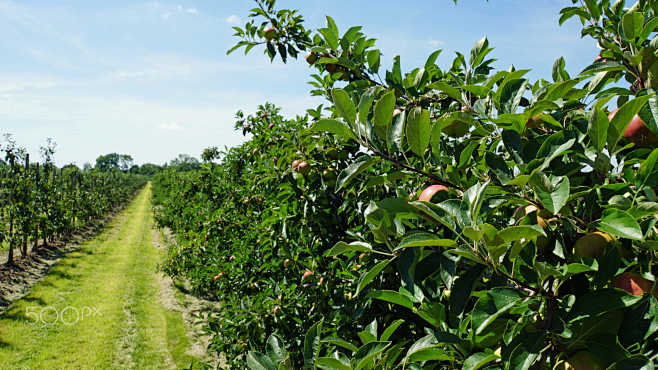 apple tree by christ...