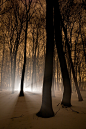 Winter scenic at night with light through trees and mist