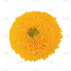 向日葵,白色,泰迪熊,分离着色,选择对焦,充满的,贺卡,边框,东欧,重瓣花
