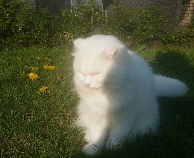 猫 光影