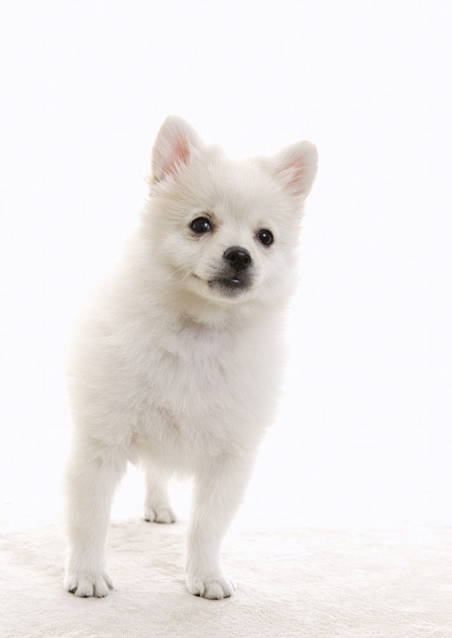 可爱的白色宠物图片