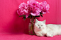 animal photography Cat Flowers kitten kitty Nature peony petphotoshoot pets Pets photography