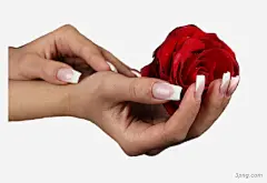 手捧玫瑰花玫瑰花|手型|玫瑰花|手指|手势|动作|手部|手背|手掌|指甲|骨骼|肌肉|手腕|四肢|躯干|上肢|身体部位|人物摄影|玫瑰|玫瑰花瓣|白玫瑰|手绘玫瑰|红玫瑰|红色玫瑰花|玫瑰花藤|玫瑰花边框|红色玫瑰|白色玫瑰花|手中的玫瑰花|玫瑰花框|水彩玫瑰花|玫瑰花从背景|玫瑰花线条|玫瑰花装饰|矢量玫瑰花|玫瑰花瓣红玫瑰|黄玫瑰|一朵红色玫瑰花