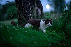 点击来源直接获取大图文件 |英国短毛猫 Langewald Magic Wooper 在有树和月亮的夜空景观中