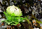雪莲花（学名：Saussurea involucrata ）主要指菊科风毛菊属多肉植物，又名新疆雪莲、天山雪莲、高山雪莲。它是难得一见的奇花异草。主要指菊科风毛菊属多肉植物，新疆、西藏地区人民称之为卡尔莱丽，为菊科多年生草本植物，高15-35厘米，可作药用，也有一定的观赏价值。 分布新疆（乌鲁木齐、博克达山、和硕）藏语称恰果苏巴，维吾尔语称喀尔古丽，为菊科多年生草本植物。生于山坡、山谷、石缝、水边、草甸，海拔2400-3470米。俄罗斯及中国有分布。天山雪莲属珍贵的药用花卉植物，含有挥发油、生物碱、黄酮类