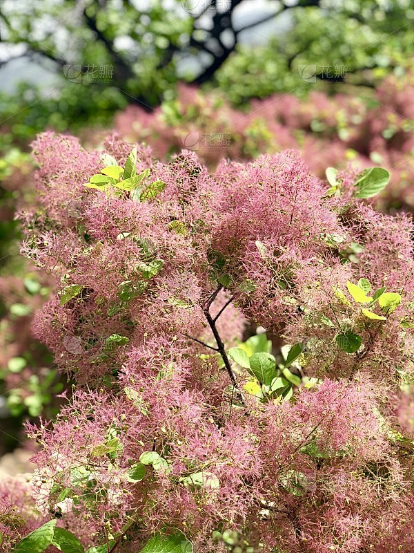 黄栌花(普通烟树)