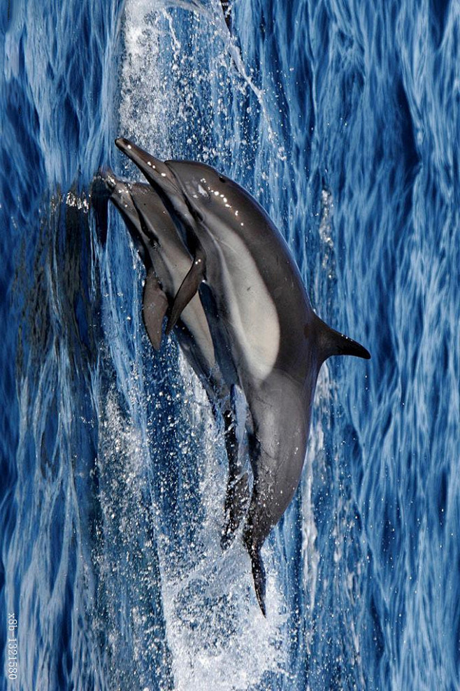 鲸目海豚科真海豚属长吻真海豚