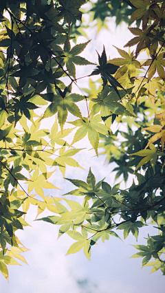 残灯采集到「植物」