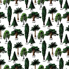 向量树素描手绘风格类型绿色森林松树树梢收集桦树，雪松和金合欢或绿叶花园与棕榈树和樱花插图背景