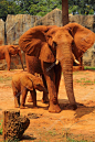 大象。母亲与婴儿大象到户外散步