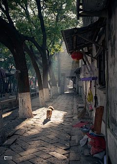 两只小毛驴采集到街景