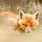 "Sleeping Cutie"
One of the most beautiful compliments, especially from a wild animal, is when it falls asleep in your company.... 