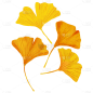 手绘-霜降节气专题-银杏叶