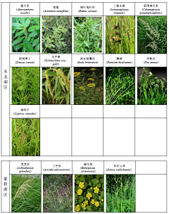 Bo大胖小胖采集到植物配置