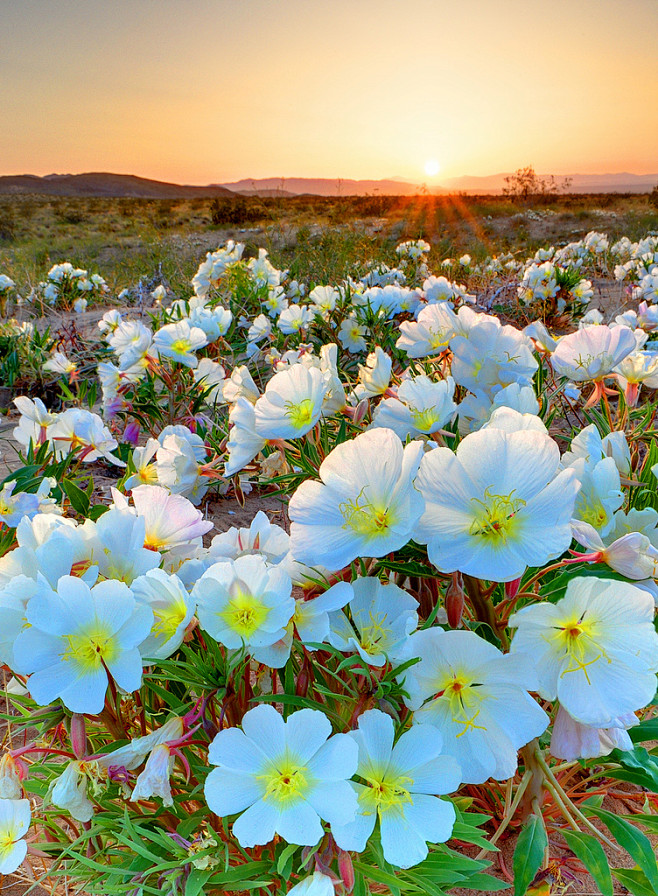 春天沙漠里的花儿。约书亚树国家公园，美国