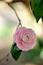 camellia