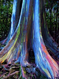 Rainbow Eucalyptus Trees, Maui, Hawaii, USA--There is a small forest of these trees off the Hana Highway. As the outer bark naturally sheds it leaves strips of green inner bark exposed and as it grows the inner bark turns bluish, orange, purple and maroon