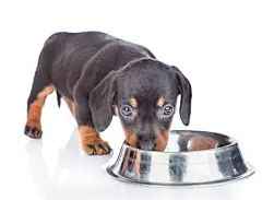 点击来源直接获取大图文件 |腊肠犬幼犬从盘子里吃东西。白色背景下孤立