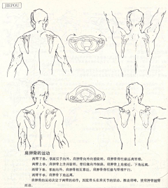 雄触摸小心采集到艺用解剖