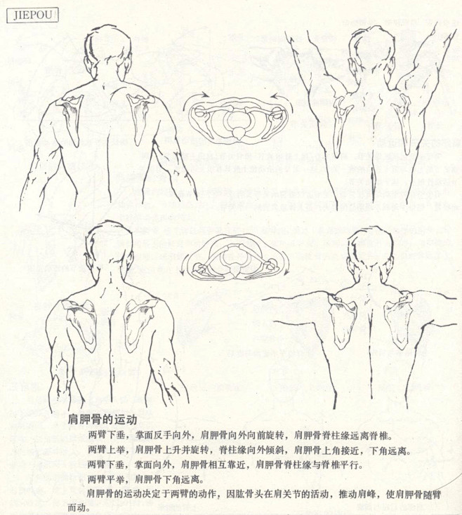 人体造型基础——人体局部解剖 - 水木白...