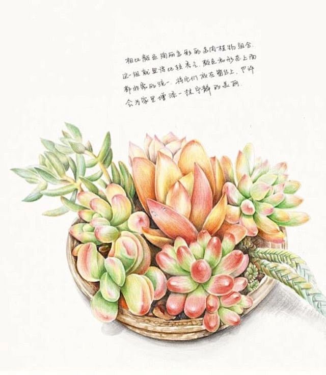 分享 多肉手绘壁纸 第四季