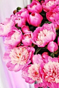 Perfect Pink Peonies, the classic.