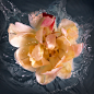 FlowerPower-Splashes : FlowerPower-Splashes