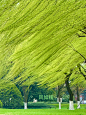 我在西湖拍到了，柳如烟，春如线。#拂堤杨柳醉春烟##万条垂下绿丝绦 #枯木逢春#春天 #风吹柳树 - 小红书