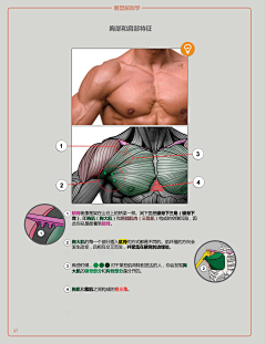 盐马采集到躯干肌肉
