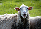 Réjean Biron在 500px 上的照片Laugh the sheep ....