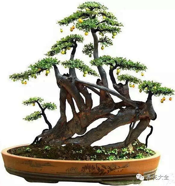 50款世界最美盆栽，放家里再也不想出门了...