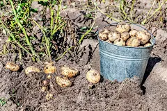 菜园里刚挖好的有机土豆