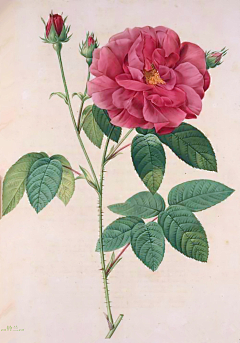 十色鸢尾花采集到手绘插画 - Pierre Joseph Redouté