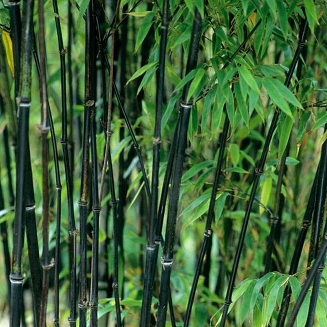 紫竹｜Phyllostachys nigra (Lodd.) Munro