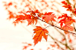 Autumn by Amar Rai on 500px