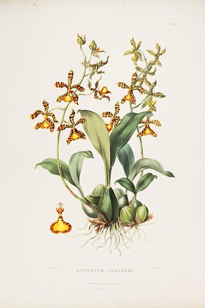 James Bateman兰花图谱