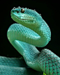 (55) Pinterest