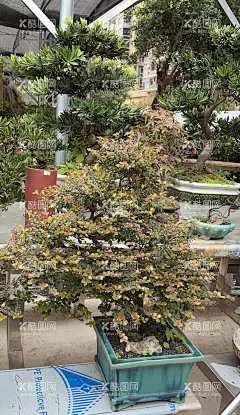 红果树  - 源文件下载【酷图网】浆果,绿叶,红果仔,番樱桃,蒲红果,巴西红果,小乔木,红灯笼果,巴西浆果,红果仔叶,棱果蒲桃,绿化植物,巴西樱桃,新鲜水果,松柏,松树,竹柏,盆景,盆栽,壁纸,盆栽壁纸,高精壁纸,盆栽摆件,