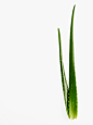 影棚拍摄,绿色,植物繁盛,茎,叶子_99276418_Aloe Vera plant_创意图片_Getty Images China