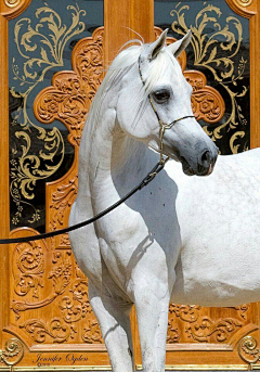 纹身师龙一采集到野兽