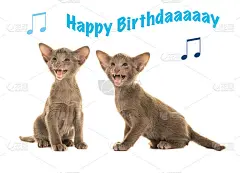 生日贺卡上有两只灰色的暹罗小猫坐在一起唱生日歌