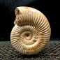 天然古生物化石巴普洛夫菊石化石羊角螺化石标本原石 2