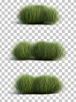 3d rendering of sedge grass