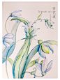 水彩花卉 雪花莲－P.PNG