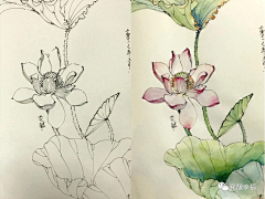_夏至采集到白描