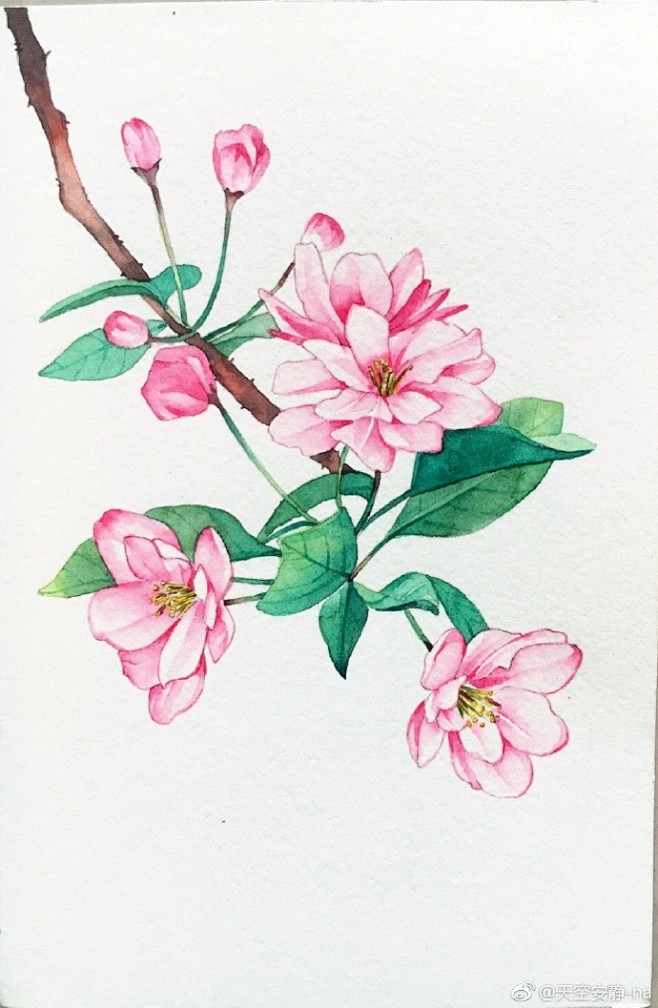 #水彩##原创手绘##水彩花卉# 海棠花...