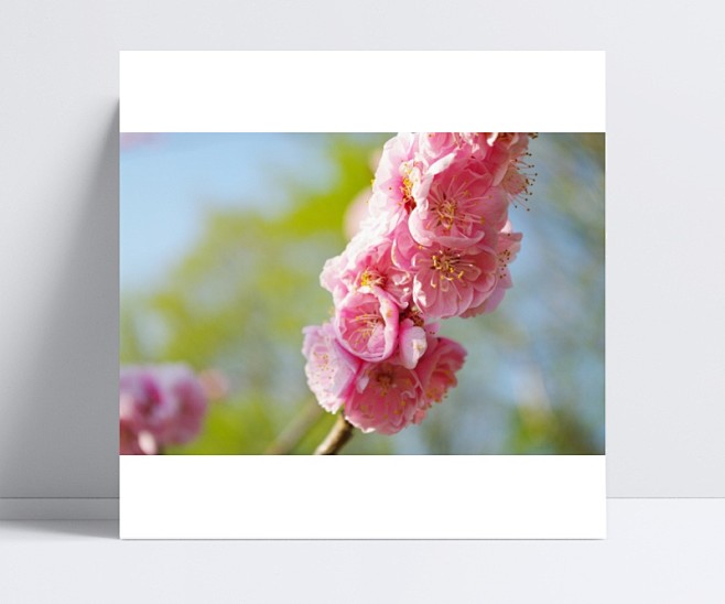梅花树枝上粉红色的梅花图片 - 第7张|...