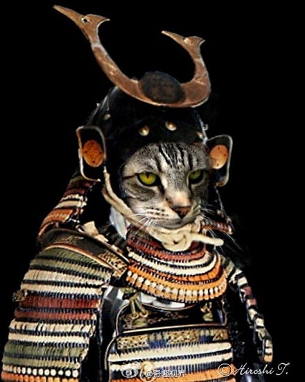 日本武士猫