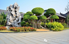 西柚花蜜茶采集到景石