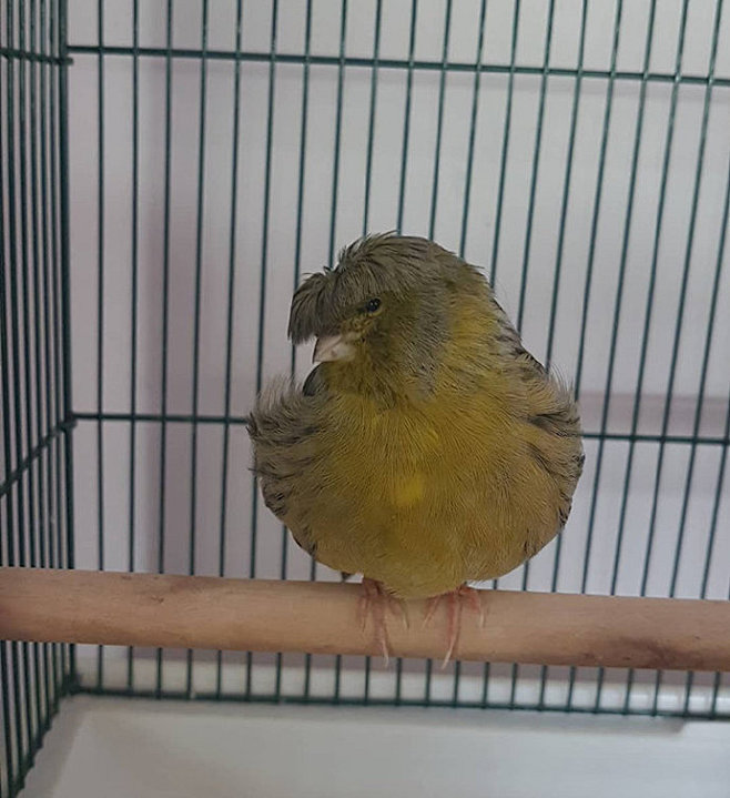 一只叫barry的宠物格洛斯特金丝雀glostercanary